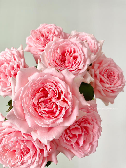 肯尼亚进口玫瑰花Princess hitomi仁美公主12支 商品图1