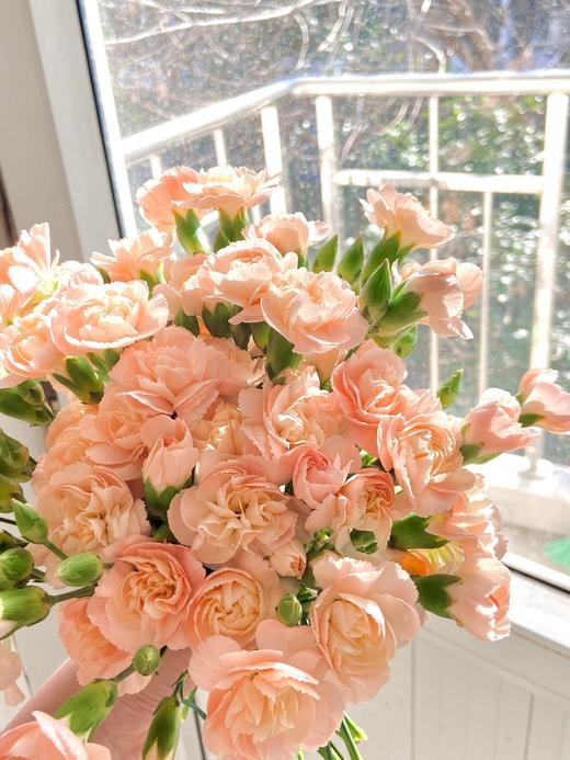 【AB级莫言多头康乃馨.第二件减10元】10支/份 长约50-55cm 商品图5