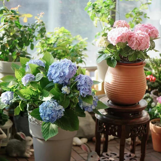 绣球花紫阳花八仙绣球庭院绿植花卉 花色随机盆子随机 绿韵花田鲜花店