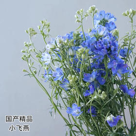 严选精品小飞燕 8-10支