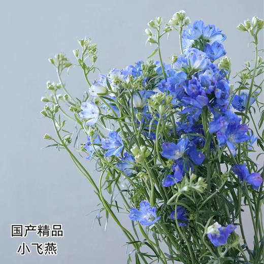 严选精品小飞燕 8-10支 商品图0