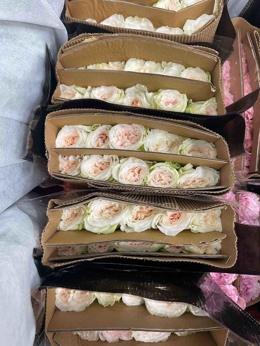 【昆明玫瑰】白荔枝，20支/扎，A级 商品图12