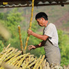土哆哆云南手工叶子原味红糖/小方块原味红糖甘蔗熬制 商品缩略图4