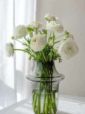 单支白色洋牡丹（所有单支花材100块钱起卖不含包装花瓶）