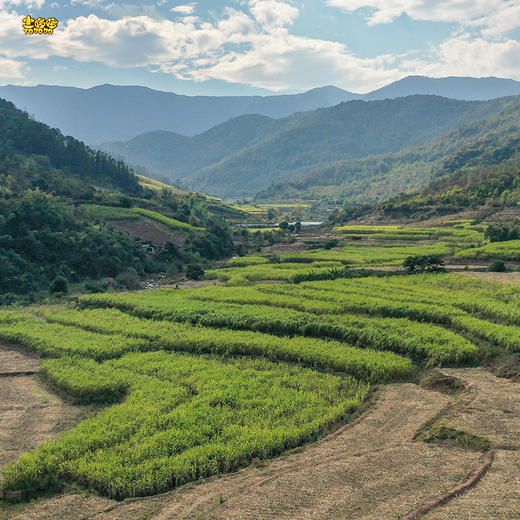 土哆哆云南手工叶子原味红糖/小方块原味红糖甘蔗熬制 商品图5