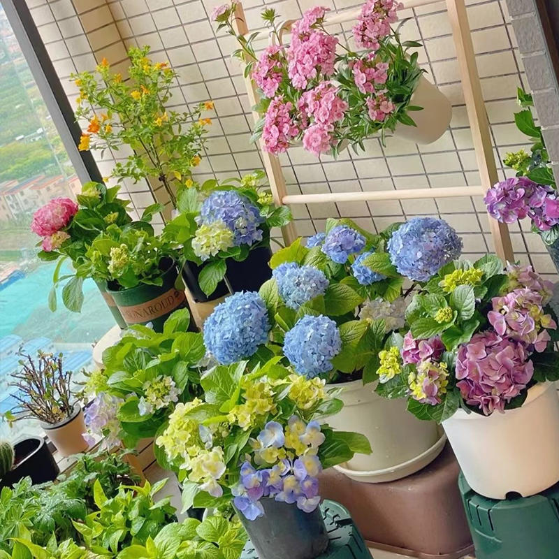 绣球花紫阳花八仙绣球庭院绿植花卉 花色随机盆子随机