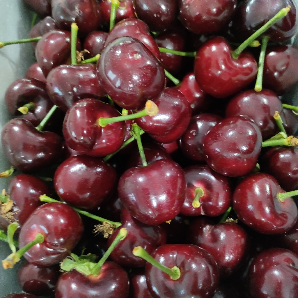 丞起美早樱桃果王零售（34mm以上）