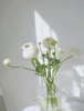 单支白色洋牡丹（所有单支花材100块钱起卖不含包装花瓶） 商品缩略图1