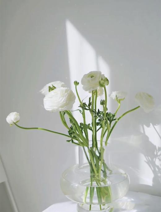 单支白色洋牡丹（所有单支花材100块钱起卖不含包装花瓶） 商品图1