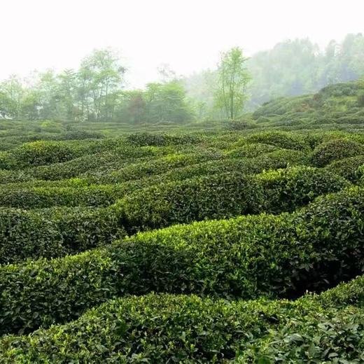 【2026年春茶-手工蒙顶甘露！一茶难求！魏久淞亲制】毛伟人同款 五代非遗传承 手工炭烘温性绿茶 温而阻疾 商品图7