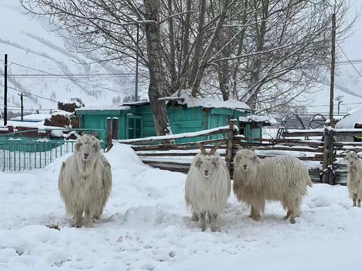 【上海直飞】上海 - 富蕴直飞往返机票 2022年4月3日-4月10日 商品图3
