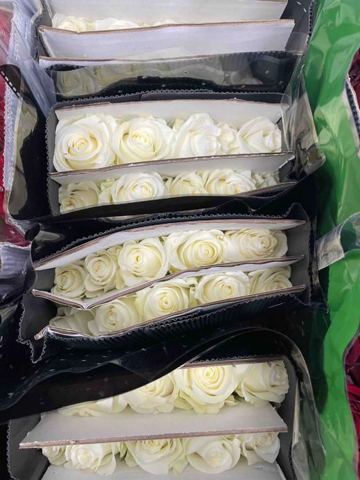 【昆明玫瑰】骄傲  20支/扎  A级 商品图8