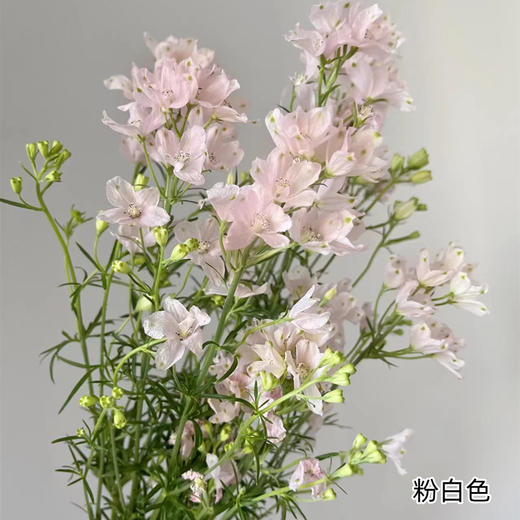 严选精品小飞燕 8-10支 商品图1