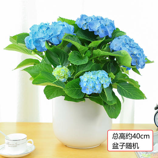 绣球花紫阳花八仙绣球庭院绿植花卉 花色随机盆子随机 绿韵花田鲜花店