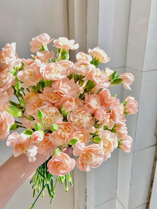 【AB级莫言多头康乃馨.第二件减10元】10支/份 长约50-55cm 商品图4