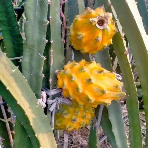 海南麒麟燕窝果，果肉细嫩可口，甜而不腻，口口燕窝般的享受~ 商品图5