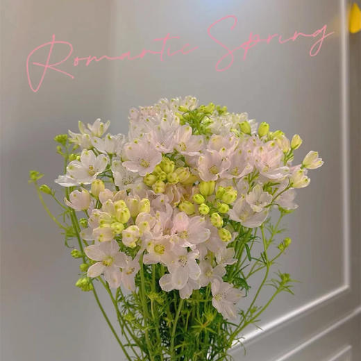 严选精品小飞燕 8-10支 商品图3