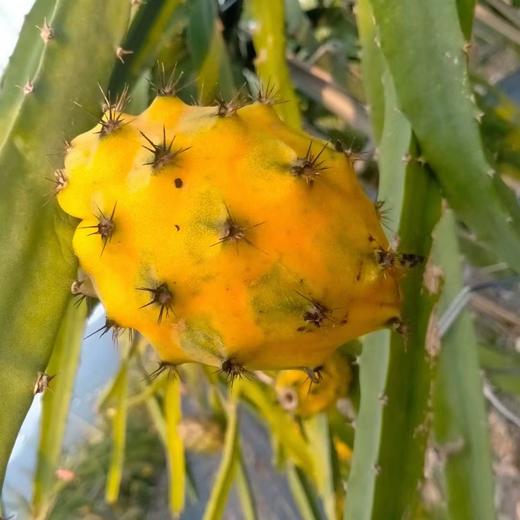 海南麒麟燕窝果，果肉细嫩可口，甜而不腻，口口燕窝般的享受~ 商品图4