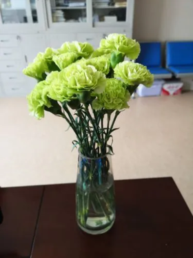 单支绿色康乃馨（所有单支花材100块钱起卖不含包装花瓶）