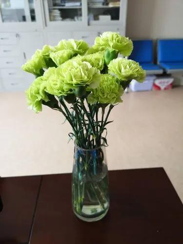 单支绿色康乃馨（所有单支花材100块钱起卖不含包装花瓶） 商品图0