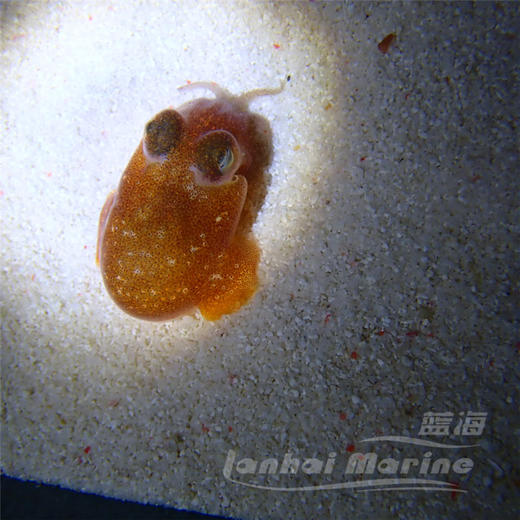 黄金乌贼 商品图4