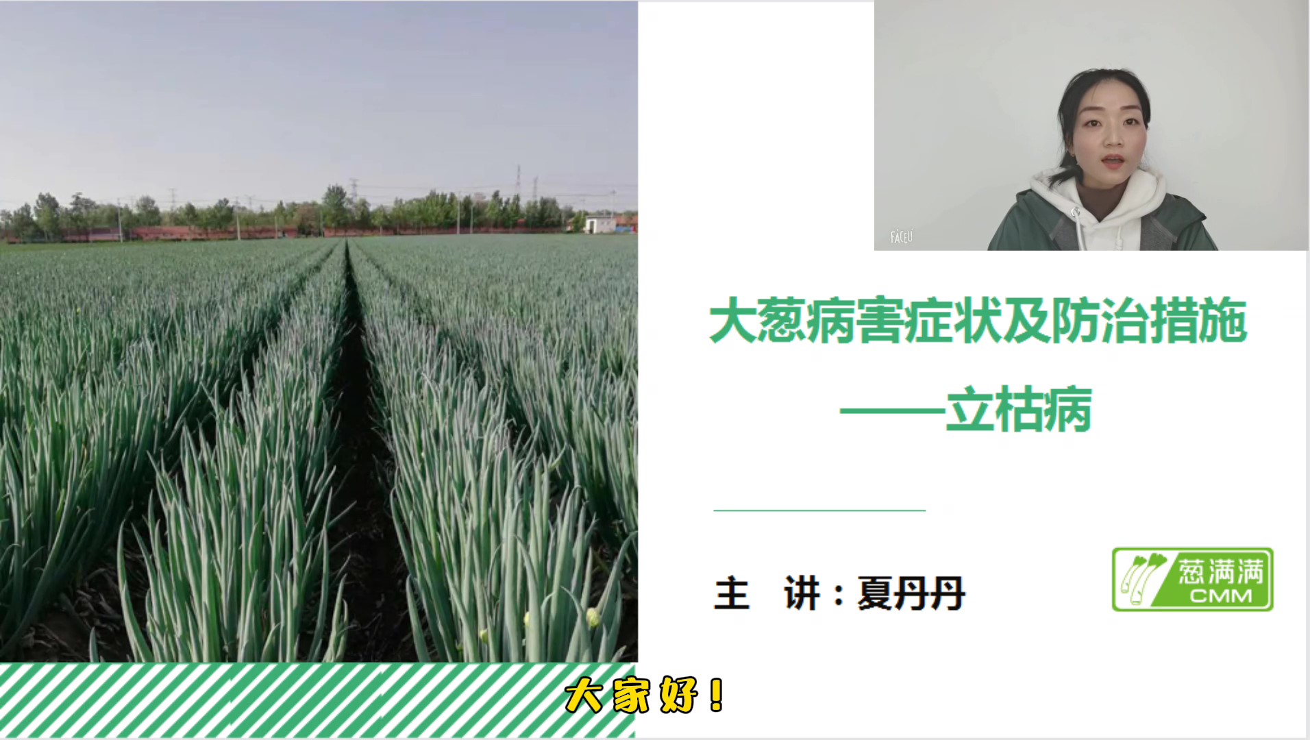 大葱病害防治——立枯病