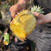 【脆甜爽口 肉质紧实】【海南南采金钻凤梨】菠萝水果 皮薄肉厚，清甜多汁 商品缩略图3