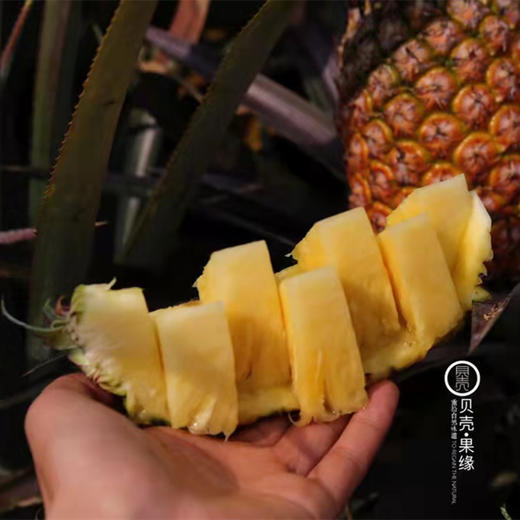 【脆甜爽口 肉质紧实】【海南南采金钻凤梨】菠萝水果 皮薄肉厚，清甜多汁 商品图5