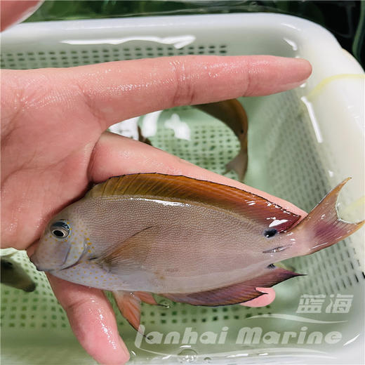 薰衣草吊 商品图6