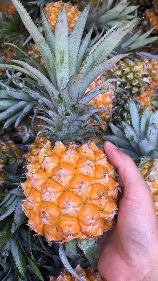 海南香水菠萝1个225斤左右
