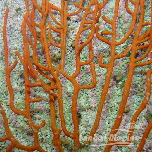 橙海柳-白花 商品图4