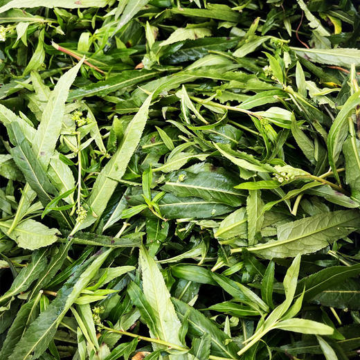 【有机小肝茶】四川古蔺老苗医世代传承！道地取材 古法炒制专利 商品图9