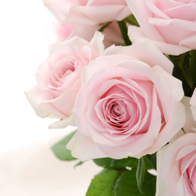 单支粉雪山（所有单支花材100块钱起卖不含包装花瓶）