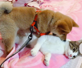 成年猫狗的正常体重