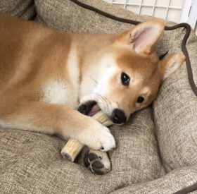 狗狗开始磨牙的原因