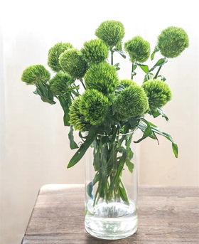 单支绿石竹（所有单支花材100块钱起卖不含包装花瓶）