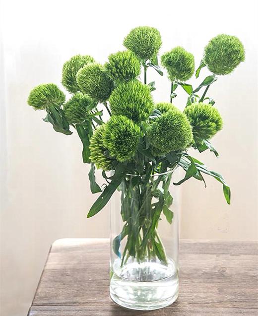 单支绿石竹（所有单支花材100块钱起卖不含包装花瓶） 商品图0