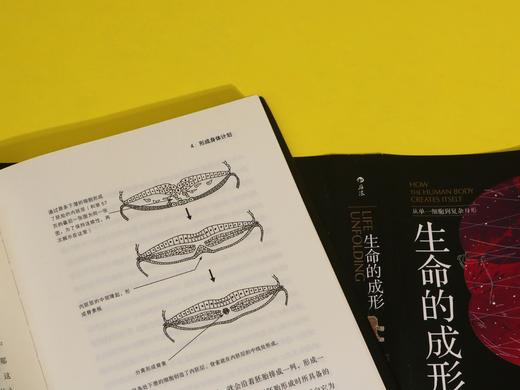 后浪正版 生命的成形 从单一细胞到复杂身形 人体从无到有的自我构建发育原理 不是人类制造了胚胎 而是胚胎造就了我们 商品图14