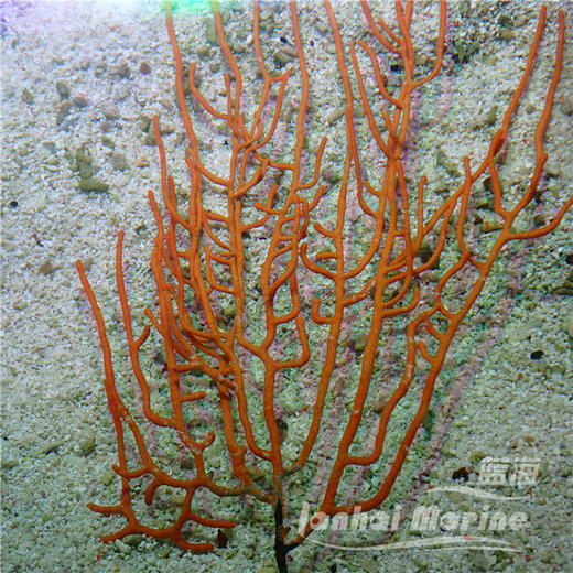 橙海柳-白花 商品图3