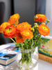单支橘色洋牡丹（所有单支花材100块钱起卖不含包装花瓶） 商品缩略图1