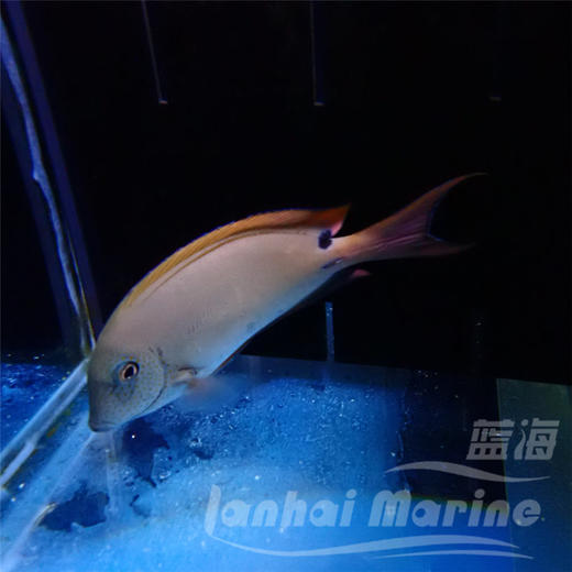 薰衣草吊 商品图1