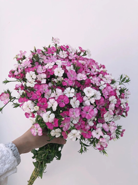 单支相思梅（所有单支花材100块钱起卖不含包装花瓶）