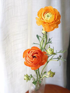 单支橘色洋牡丹（所有单支花材100块钱起卖不含包装花瓶）