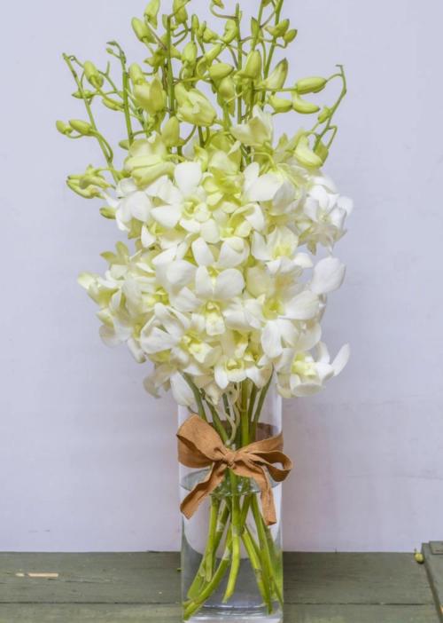 单支白色泰国兰（所有单支花材100块钱起卖不含包装花瓶） 商品图0