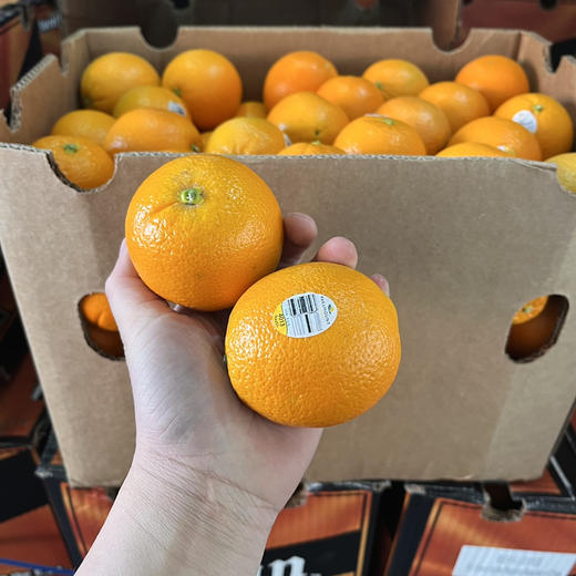 新奇士金标4013纯甜化渣无籽出汁率高橙香浓郁