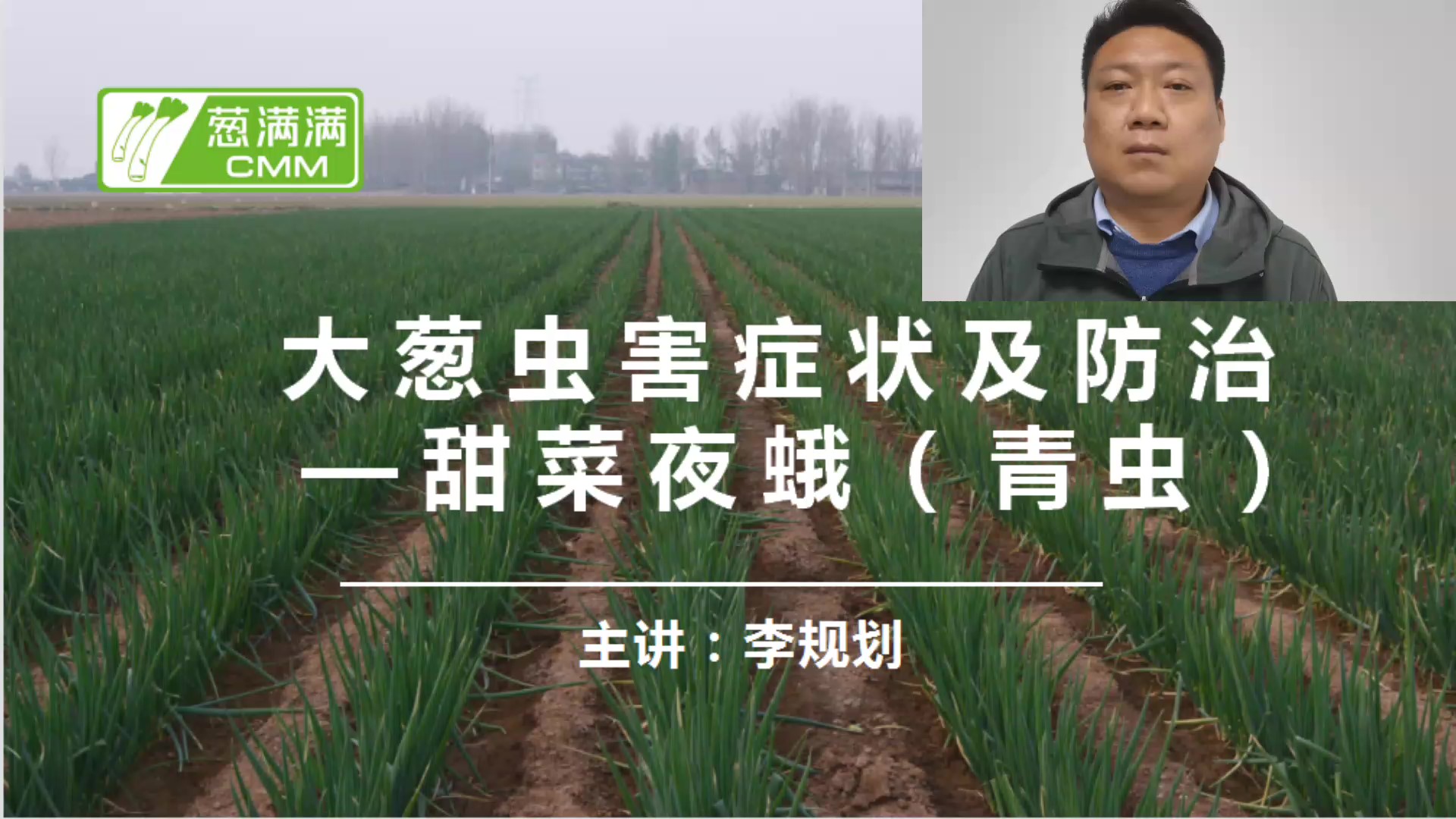 大葱虫害防治——青虫