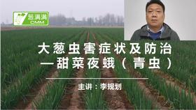 大葱虫害防治——青虫