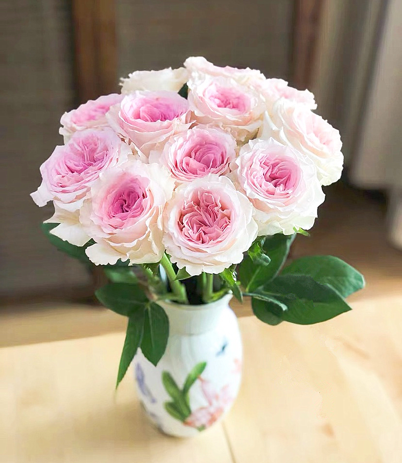 单支洛神（所有单支花材100块钱起卖不含包装花瓶）