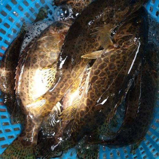 鲜活黑桂鱼 /斤 商品图1