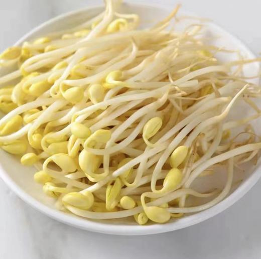 黄豆芽490g-510g 商品图0